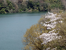 Lana-Peace　津久井湖の春