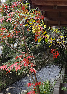 Lana-Peace　来宮神社