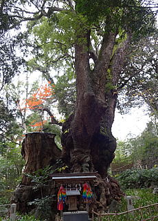 Lana-Peace　来宮神社