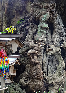 Lana-Peace　来宮神社