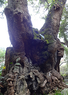 Lana-Peace　来宮神社