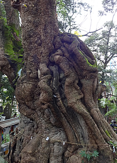Lana-Peace　来宮神社