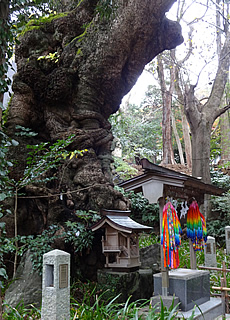 Lana-Peace　来宮神社